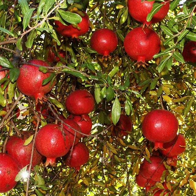 Grenadier à fruits Wonderful - Punica granatum - Fruits (Guy Wann)