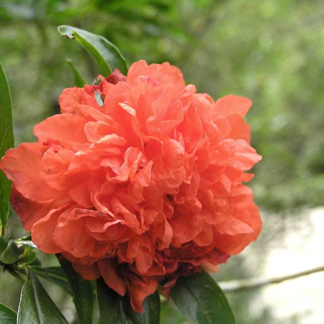 Grenadier à fleurs doubles (Punica granatum) (HQ Flower Guide)