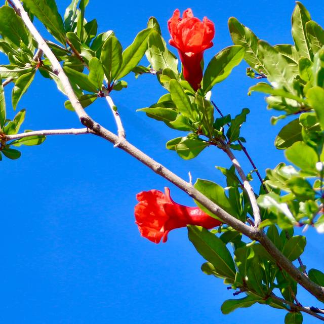 Grenadier à fruits Wonderful - Punica granatum - Fleurs (Chic Bee)