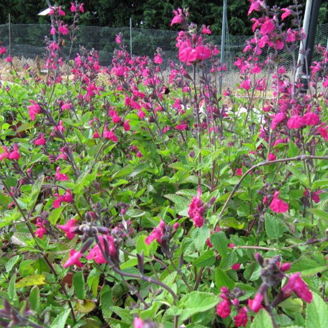 Sauge arbustive 'Cerro Potosi' (Salvia microphylla) (Leonora (Ellie) Enking)
