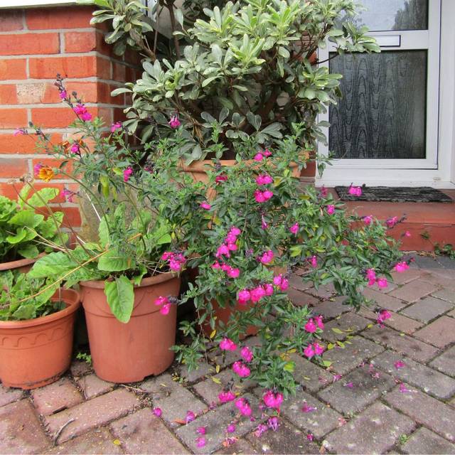 Sauge arbustive 'Cerro Potosi' (Salvia microphylla) - en pot (Leonora (Ellie) Enking)