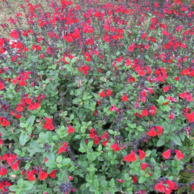 Sauge arbustive 'Royal Bumble' (Leonora (Ellie) Enking)