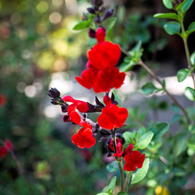 Sauge arbustive 'Royal Bumble' - fleurs (Tom Christensen)
