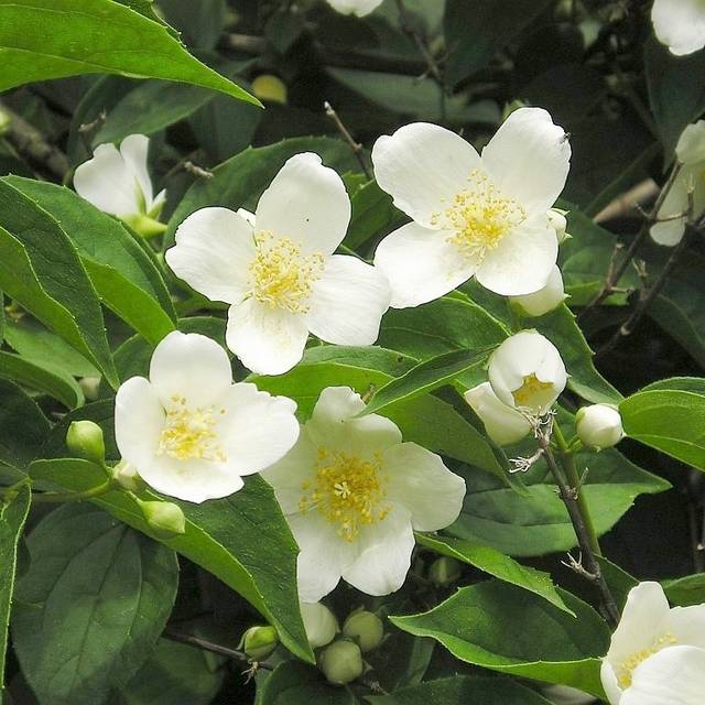 Seringat des jardins - Philadelphus coronarius (Maja Dumat)