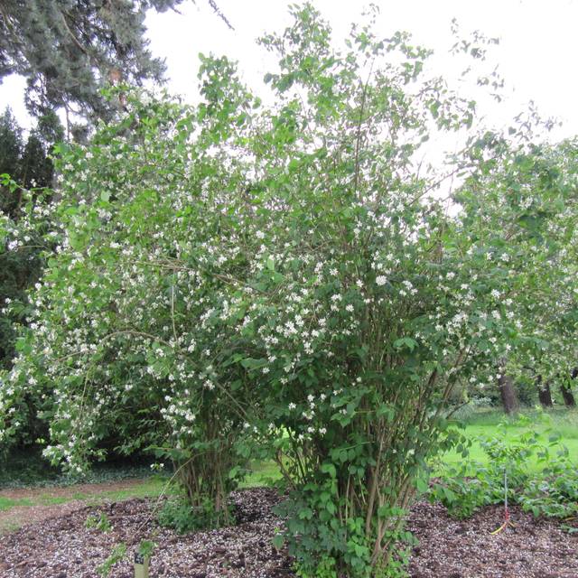 Seringat des jardins - Philadelphus coronarius (Leonora (Ellie) Enking)