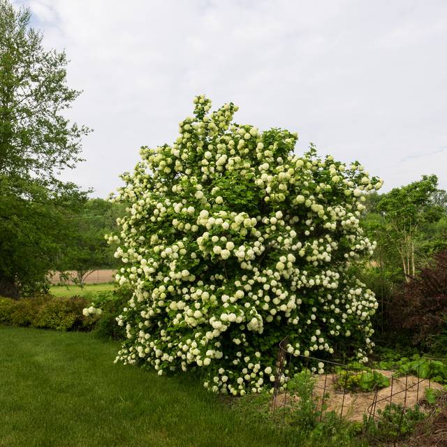 Viorne boule de neige - Viburnum opulus Roseum (F. D. Richards)