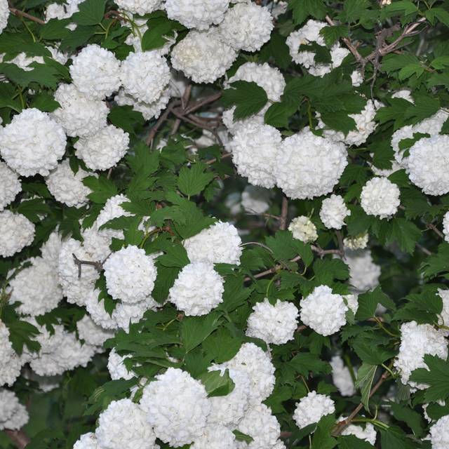 Viorne boule de neige - Viburnum opulus Roseum (Sodininkas.com)