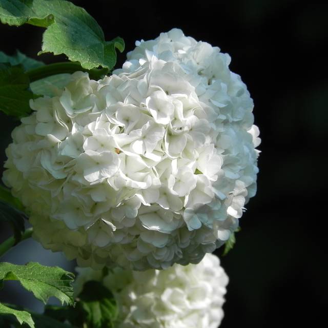 Viorne boule de neige - Viburnum opulus Roseum (yourPinnie.de)