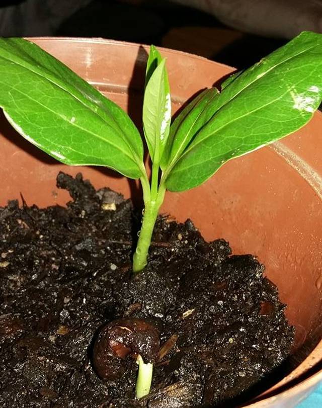 Semis de baobab (Adansonia digitata) - graine au premier plan