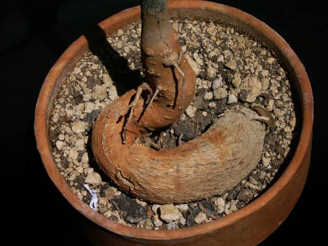 Tronc d'Adansonia digitata en pot