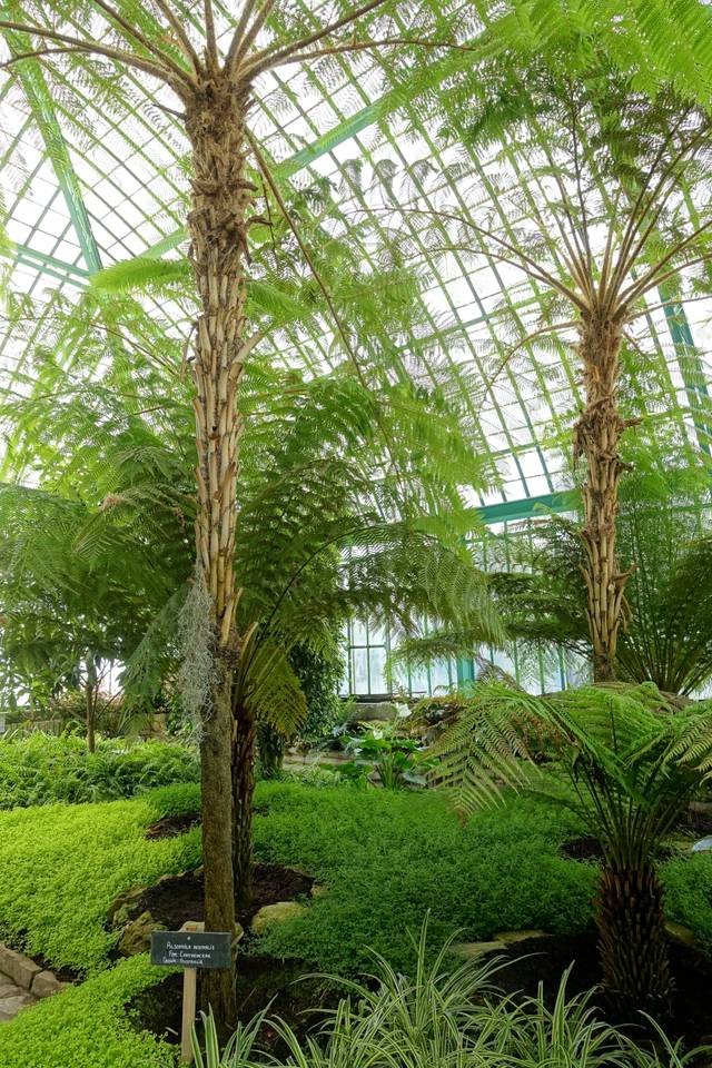 Alsophila australis (syn. Cyathea australis)