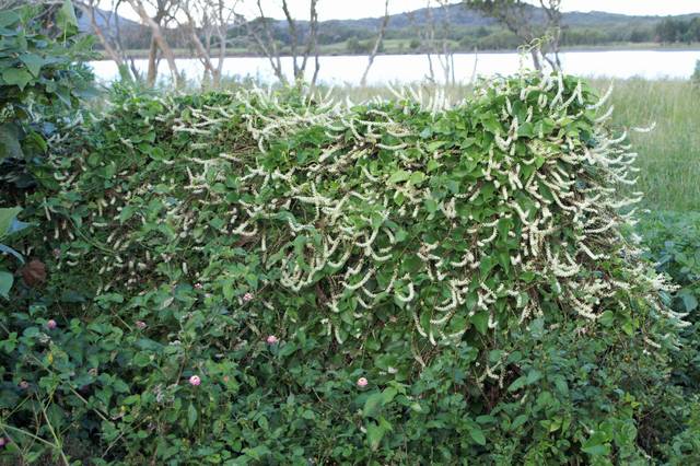 Anredera cordifolia (liane de Madère) en pleine floraison