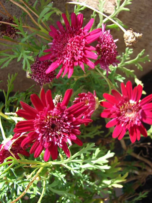 Anthemis frutescens (Argyranthemum frutescens)