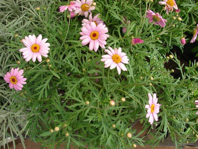 Anthemis frutescens (Argyranthemum frutescens)