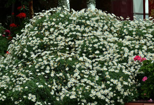 Anthemis frutescens (Argyranthemum frutescens)