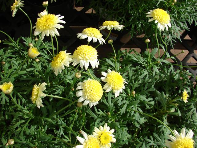 Anthemis frutescens (Argyranthemum)