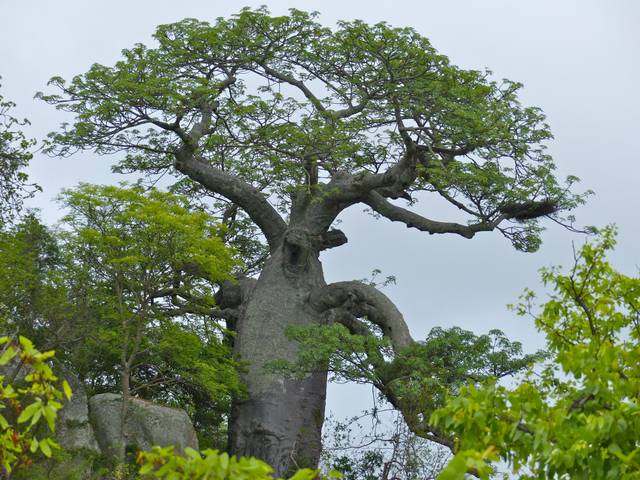 Baobab (Adansonia digitata) - Afrique du Sud