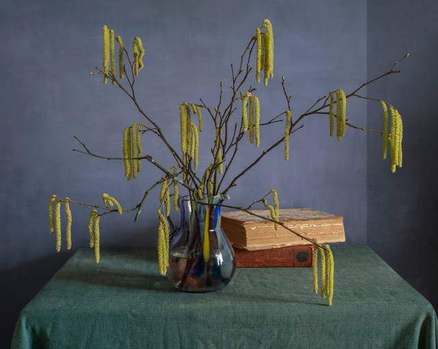 Bouquet de branches de noisetier portant des chatons