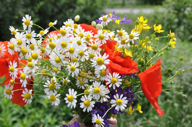 Bouquet de fleurs sauvages