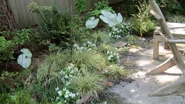 Carex oshimensis 'Evergold'