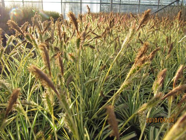 Carex oshimensis 'Evergold'