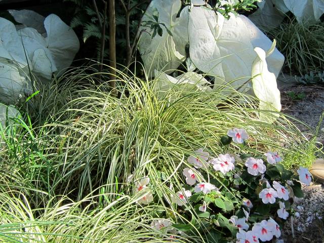 Carex oshimensis 'Evergold'
