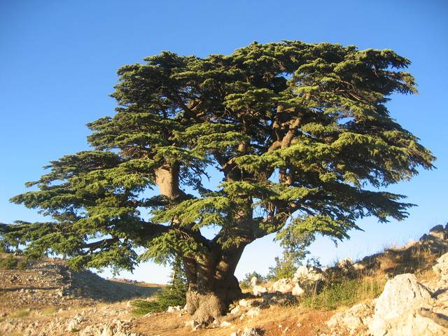 Cèdre du Liban en milieu naturel (Liban)