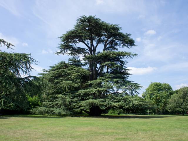 Cèdre du Liban dans un parc