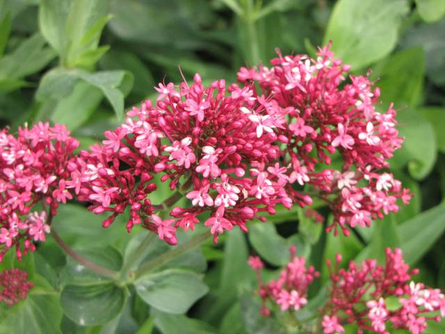 Centranthus ruber 'Coccineus'
