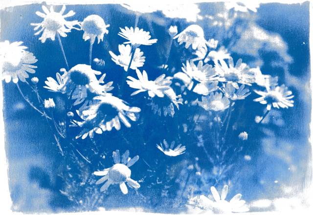 Cyanotype de marguerites