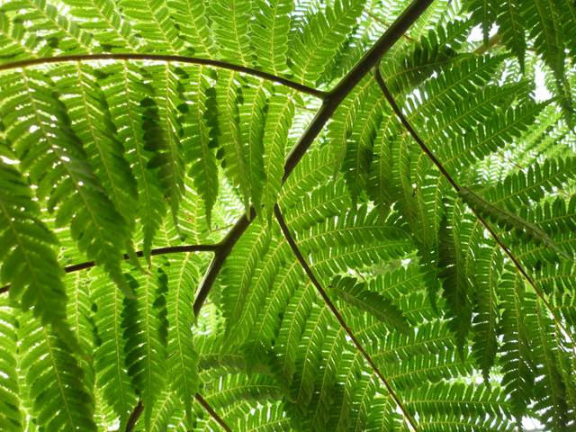 Cyathea australis sous serre (détail des frondes)