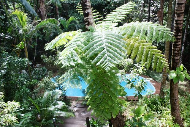 Cyathea australis (fougère arborescente)
