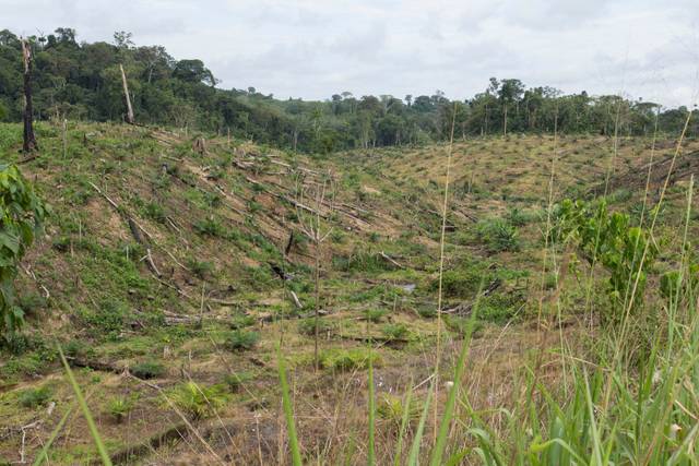 Déforestation pour plantation de palmiers à huile