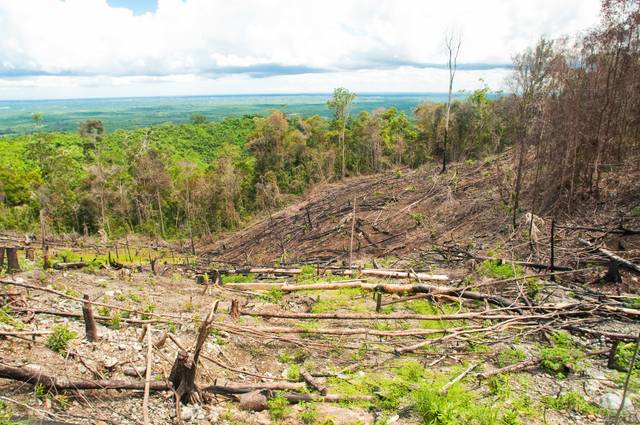 Déforestation (Kalimantan - partie indonésienne de l'île de Bornéo)
