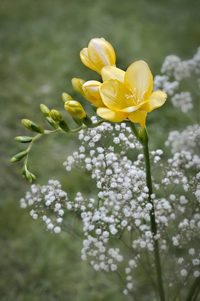 Freysia (jaune) et gypsophile