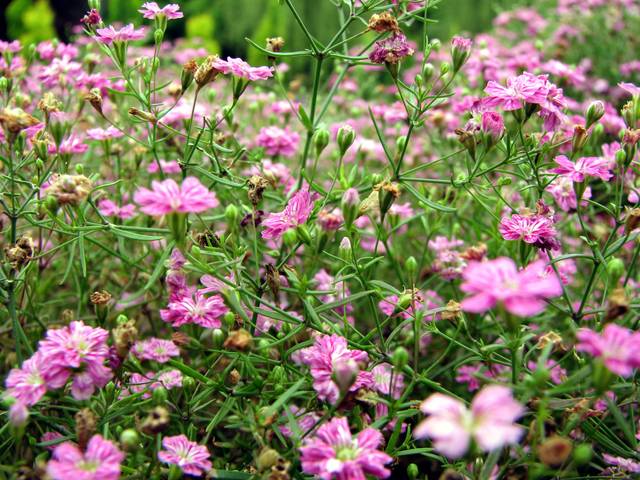 Gypsophila muralis
