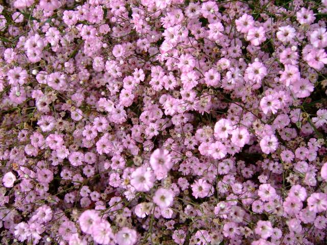 Gypsophila paniculata 'Bristol Fairy'