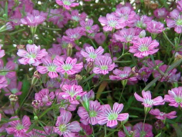 Gypsophila repens 'Rosea'