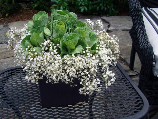 Gypsophile et chou d'ornement