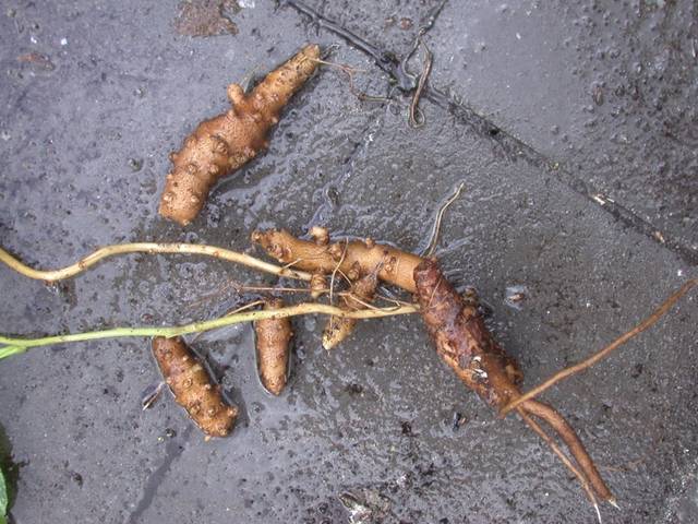 Tubercules de liane de Madère