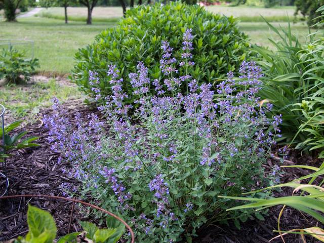 Nepeta x faassenii
