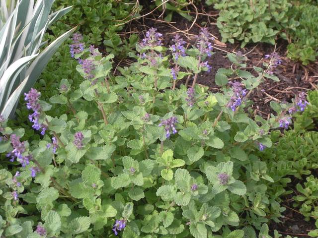 Nepeta x faassenii