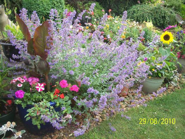Nepeta 'Six Hills Giant'