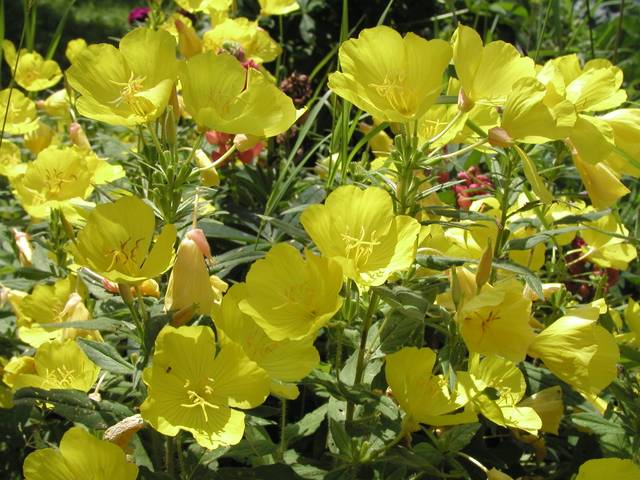Oenothera fruticosa