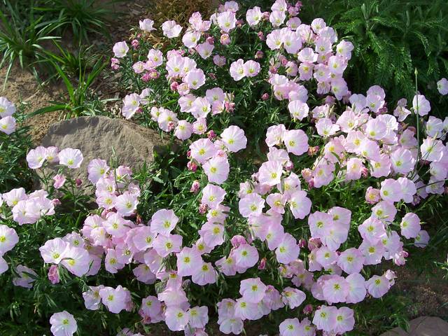 Oenothera speciosa ‘Siskiyou’