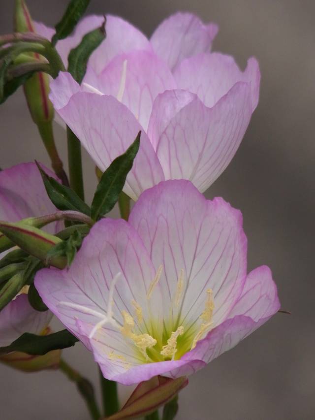 Oenothera speciosa