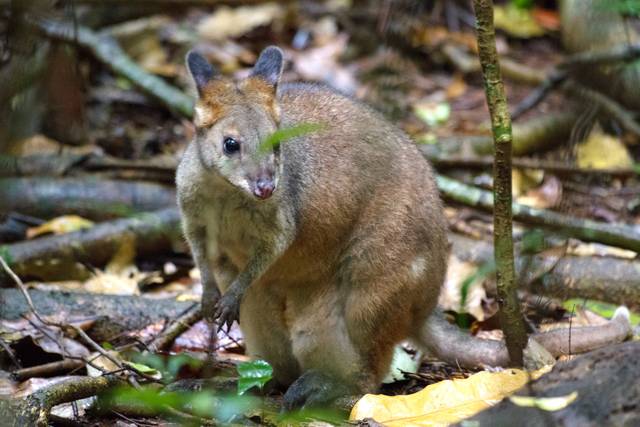 Padamelon à pattes rouges (Thylogale stigmatica)