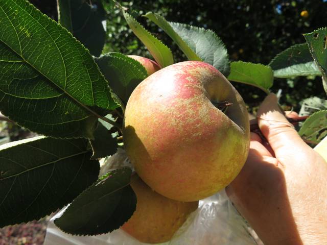 Pommier triploïde 'Belle de Boskoop'