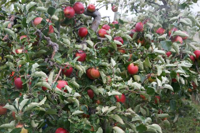 Pommier triploïde 'Jonagold'