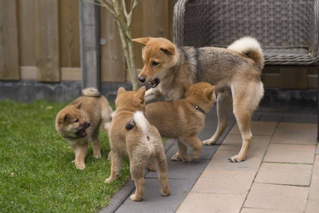 Jeunes chiots de race Shiba